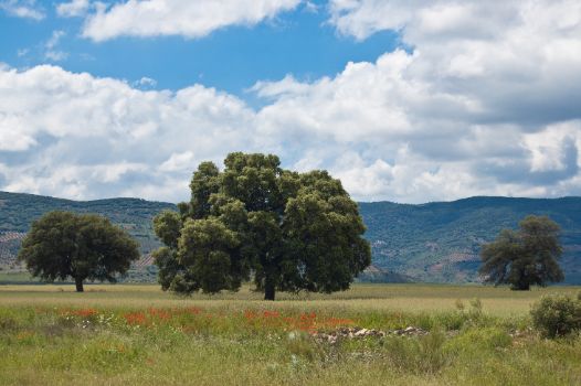 Dehesa con la Sierra de Alcaraz al fondo