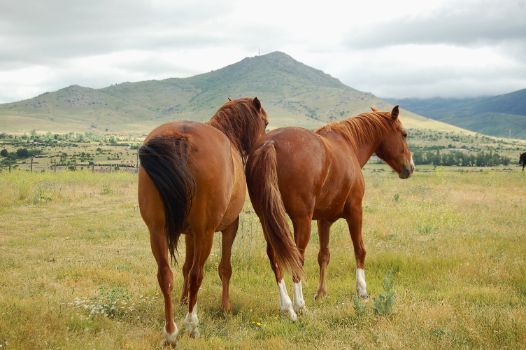 Ganado equino en la Cañada Real Soriana Occidental