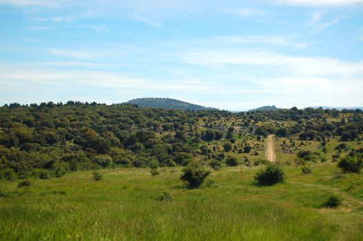 Monte bajo de encinas (Quercus ilex)