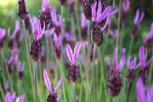 Detalle de cantueso (Lavandula stoechas subsp. pedunculata)