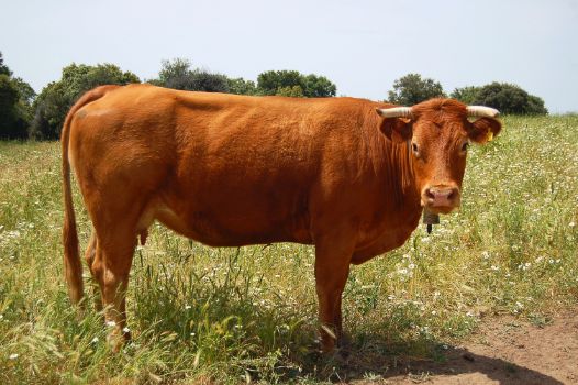 Ganado vacuno en la Cañada Real Soriana Occidental