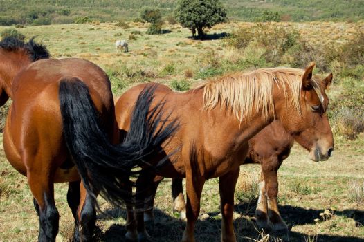 Caballos en Cañada Real Soriana Occidental