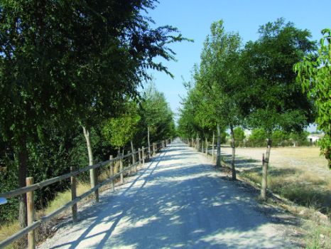 Olmos (Ulmus pumila)