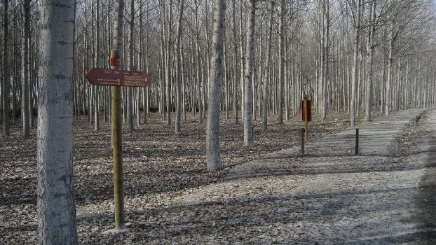 El camino pasa entre choperas en la ribera del río Eresma