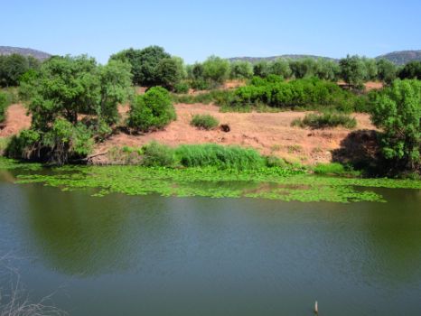 Colonia de nenúfares blancos en la orilla derecha del Guadiana