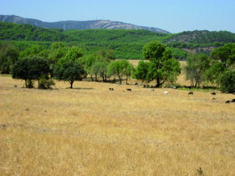 Paisaje desde el cruce con el Cordel de Navalrincón 
