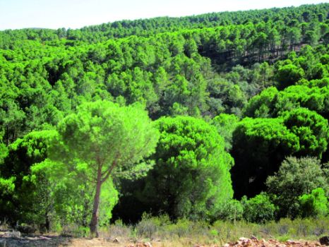 Masa de pinar junto al camino