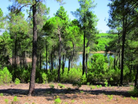 Vista de la balsa del arroyo de los Malos Pasos a través del arbolado