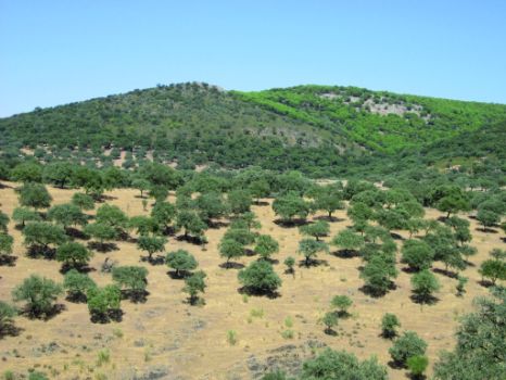Reserva Regional de Caza de Cíjara