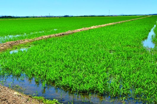 Arrozales en la vega del Guadiana