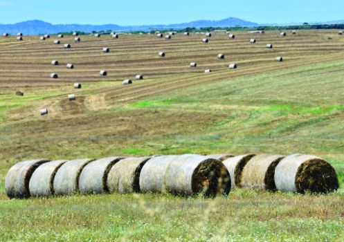 Pacas de cereal en el cortijo de Monte Nuevo