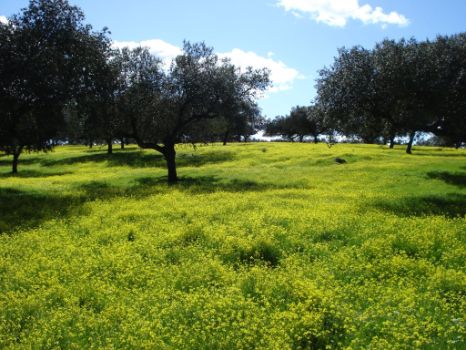 Dehesas en floración