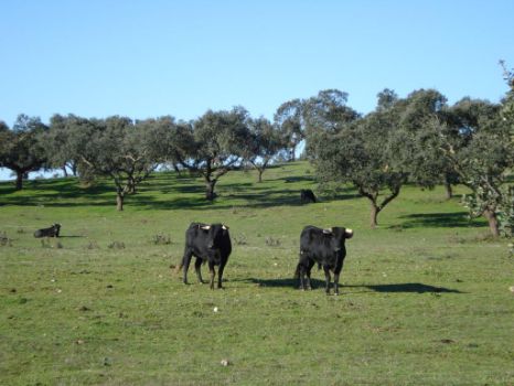 Reses bravas pastando en la dehesa