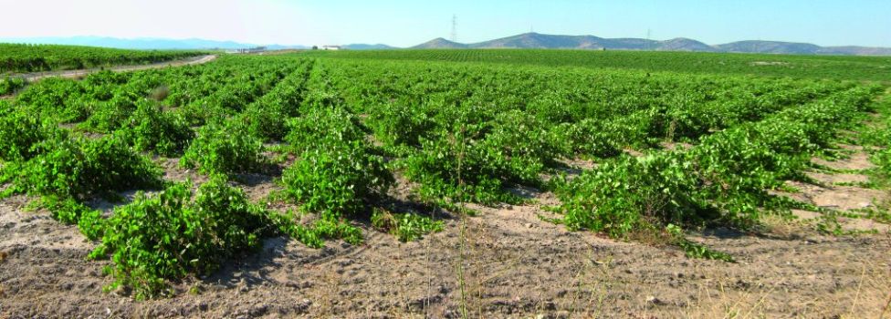 Viñedos de la mancha