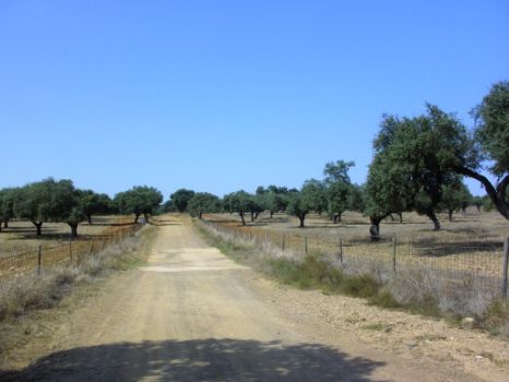 Fincas de dehesas