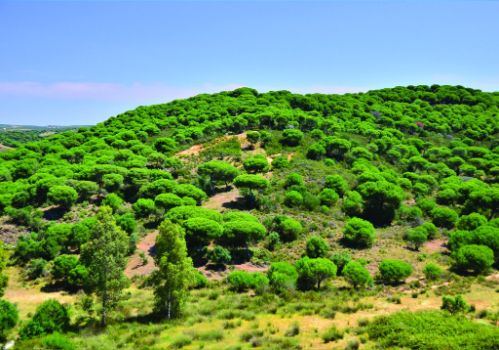 Pinar próximo a Ayamonte