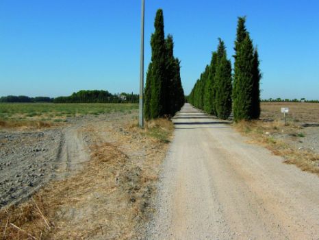 Camino con cipreses hacia la casa de la Caterilla