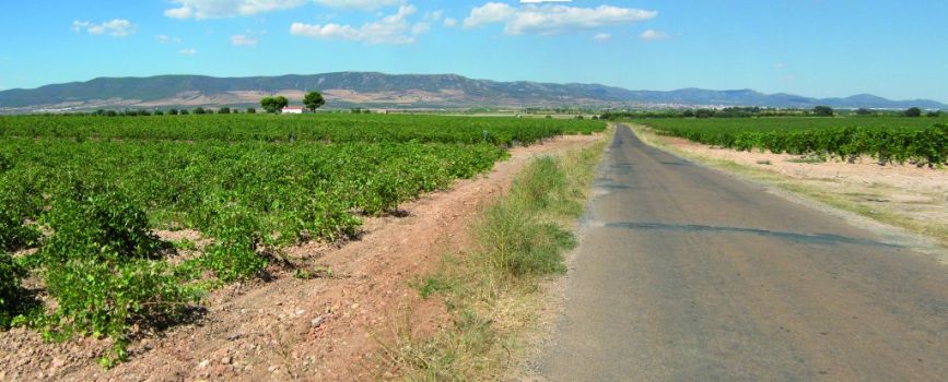 Tramo asfaltado de camino entre viñedos