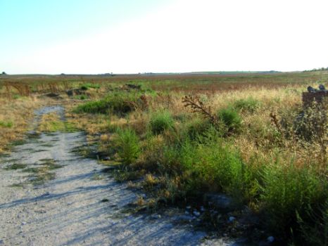 Vegetación sobre la zona de los Ojos del Guadiana