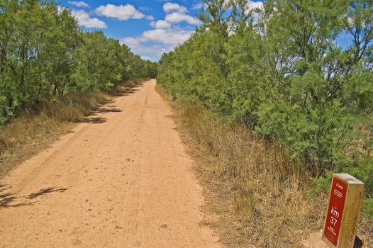 Tamarisks on both sides of the La Mancha Wetlands Nature Trail