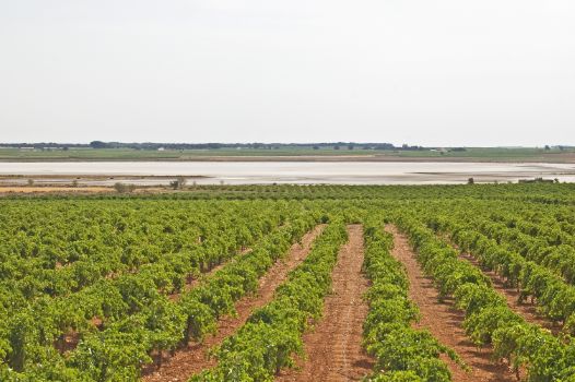 Laguna de Alcahozo