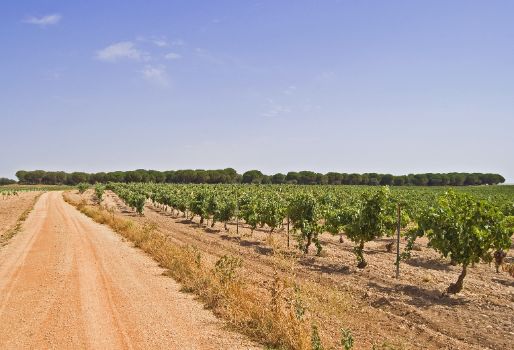 Vineyards with growth of stone pines (Pinus pinea) in the background