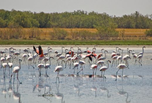 Flamingos (Phoenicopterus roseus) in the Laguna Larga de Villacañas