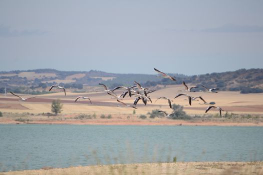 Bandada de flamencos sobrevolando el embalse