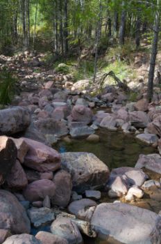 Small stream on the Nature Trail