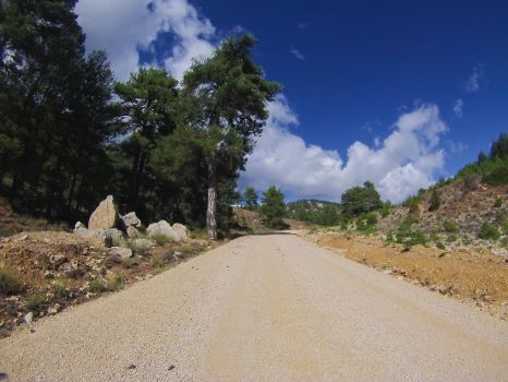 Rampa de subida con gran ejemplar de pino laricio (Pinus nigra)