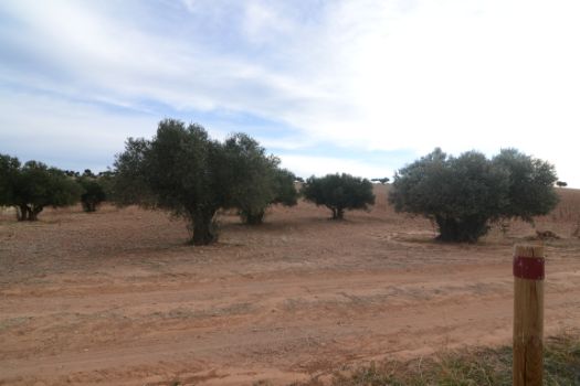 Olivares junto al camino