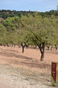 Almendros (Prunus dulcis)