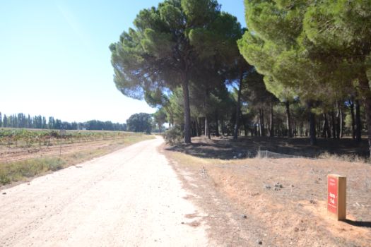 El Camino entre pinos y viñedos