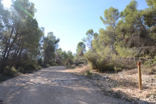 La ruta discurre por una pista de buen ancho entre pinos carrascos