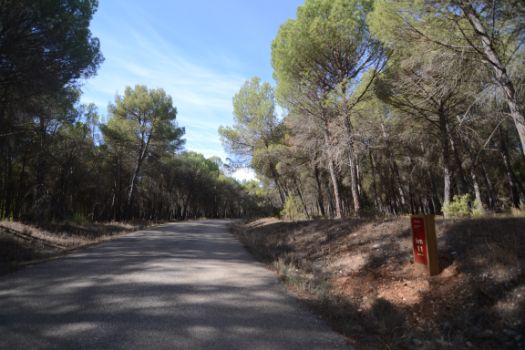 De vuelta al valle del Júcar, el Camino Natural discurre por un pinar, paralelo al río 