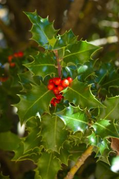 Detalle de acebo (Ilex aquifolium) con frutos	