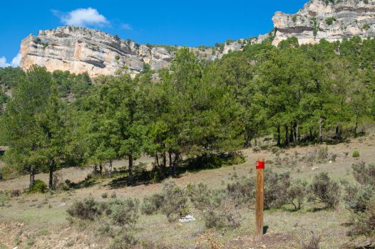 Bosquete de quejigos (Quercus faginea) en la Serranía de Cuenca	