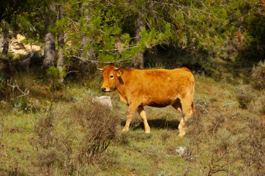Ganado vacuno en Camino Natural del Júcar	