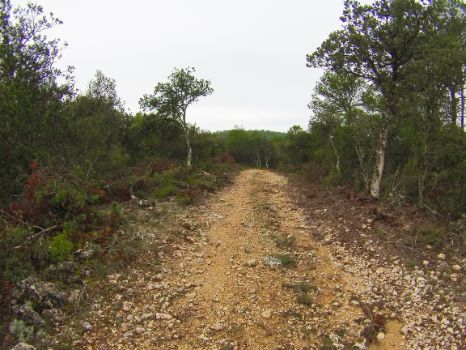Monte mediterráneo en Camino Natural de Júcar