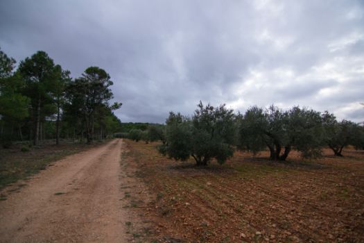 Antes de adentrarse del todo en el bosque, aún quedan algunos cultivos de la población de Valdeganga