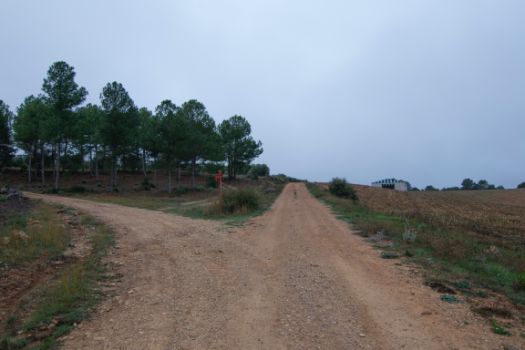 El camino se adentra en un pinar, alejándose del paisaje de cultivos de Valdeganga de Cuenca