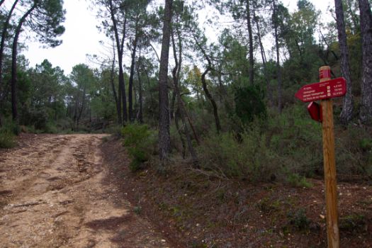 El camino deja la vaguada y comienza una exigente subida