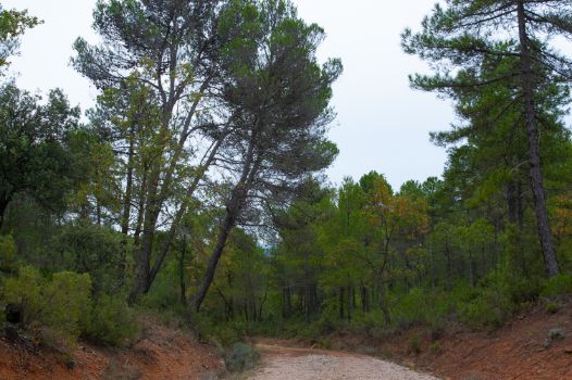 Camino Natural del Júcar entre la masa de pinar