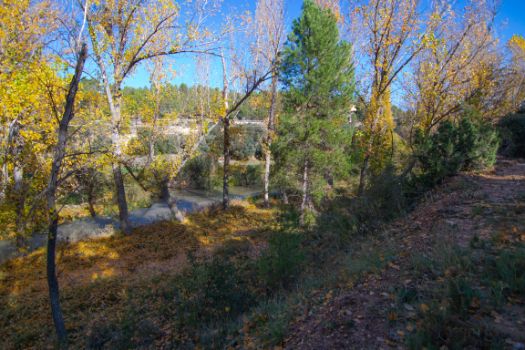 Vistas del río Júcar entre la vegetación