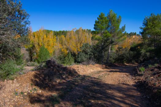 La llegada a la margen del río Júcar se hace evidente por la aparición de bosque de galería