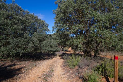 El camino flanqueado por encinas