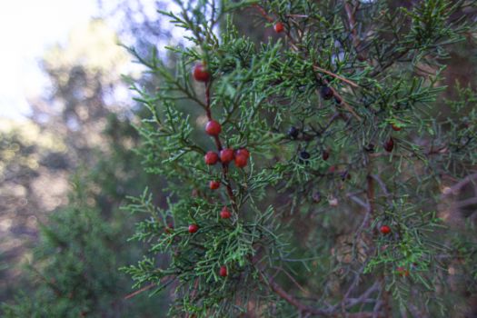 Detalle de una sabina albar con gálbulos en diferente estado de  maduración
