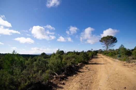 En el inicio del ramal la vegetación es de un porte más pequeño