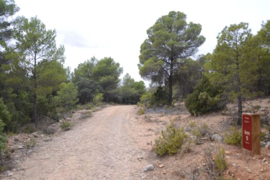 El camino se iterna en un bosque mixto dominado por pinos