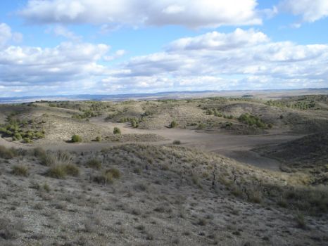 La Stipa tenacissima puebla las lomas de los cerros yesíferos